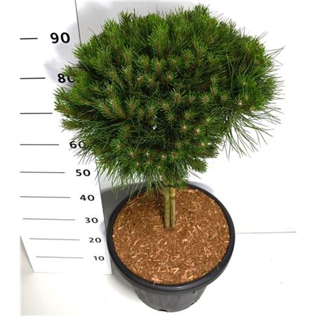 Pinus Nigra Bambino On Stem