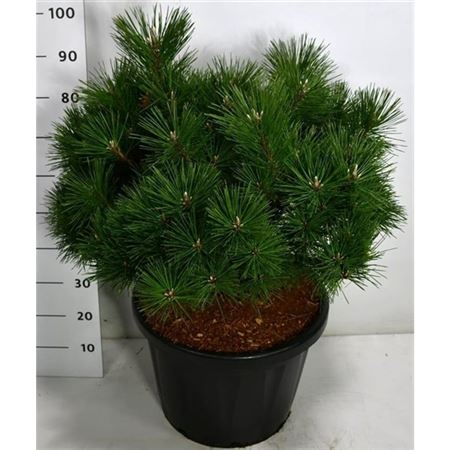 Пинус Тун Сайонара