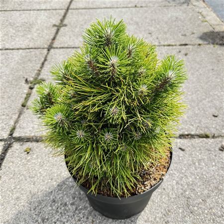 Pinus Tabulaeformis Shenyang