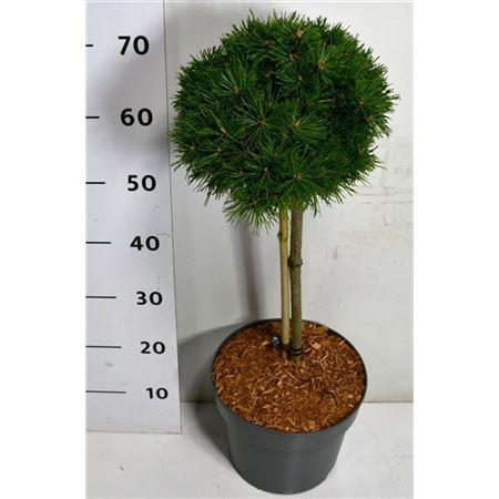 Pinus Mugo Benjamin On Stem