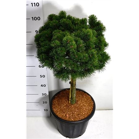 Pinus Mugo March On Stem