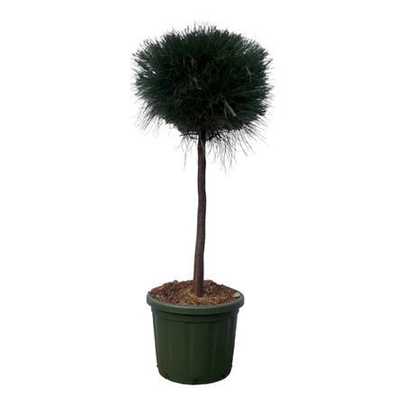 Pinus Caserarina On Stem
