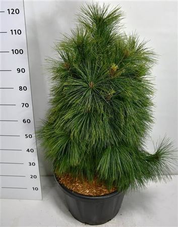 Pinus Schwer Wiethorst