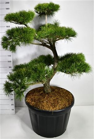 Pinus Contorta