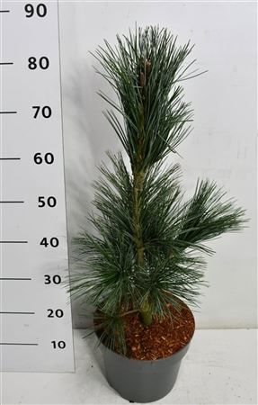 Pinus Flex Vanderwolf's Pyramid