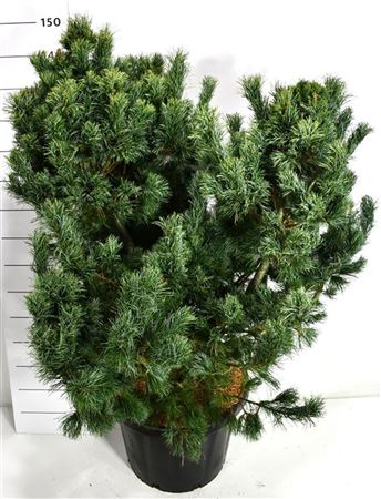 Pinus Parv Schoon's Bonsai