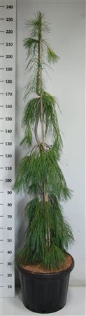 Pinus Strob Pendula