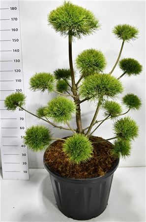 Pinus Sylv Norske Typ