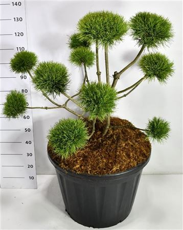 Pinus Sylv Norske Typ