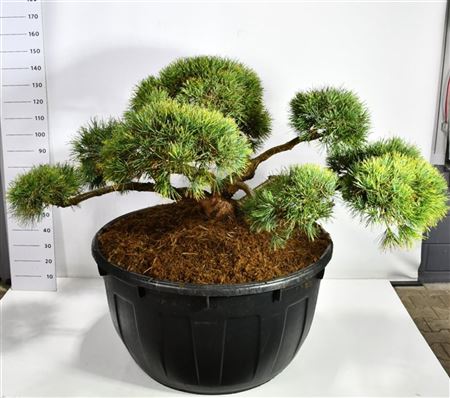 Pinus Sylv Repens
