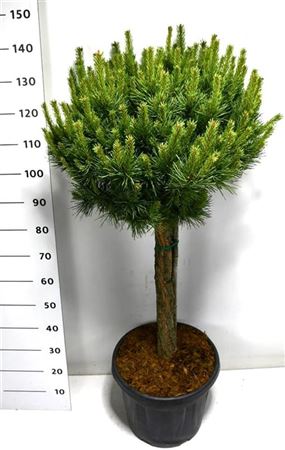 Pinus Sylv Watereri Nana On Stem