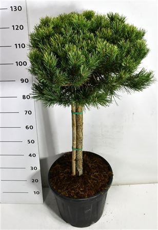 Pinus Sylv Watereri Nana On Stem