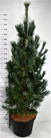 Pinus Flex Vanderwolf's Pyramid