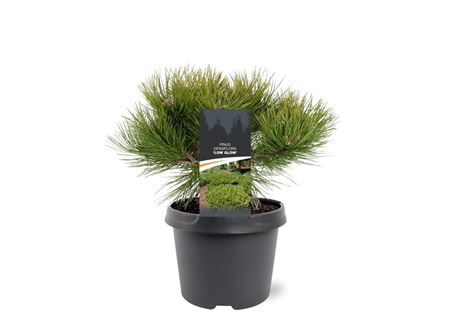 Pinus Dens Low Glow