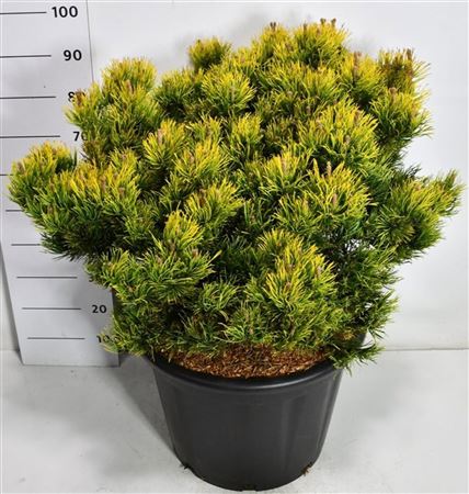 Pinus Mugo Carsten's Wintergold