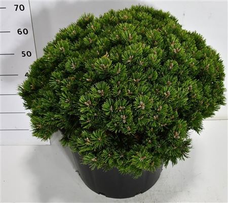 Pinus Mugo Klosters Grun