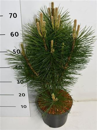 Pinus Nigra Pyramidalis