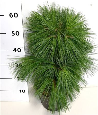 Pinus Schwerinii Wiethorst