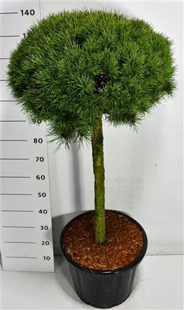 Pinus Sylv Watereri Nana On Stem