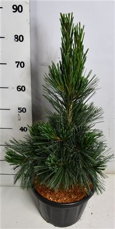 Pinus Flex Vanderwolf's Pyramid
