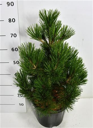 Pinus Heldreichii Little Dracula