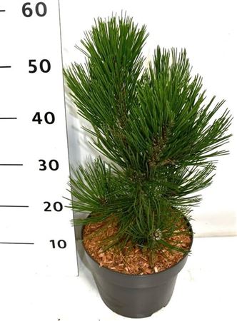 Pinus Heldreichii Malinki