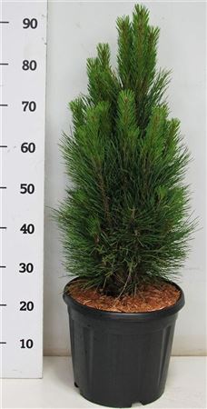 Pinus Nigra Green Tower