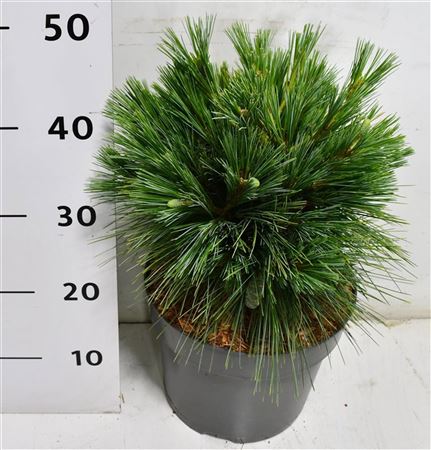 Pinus Schwerinii Wiethorst