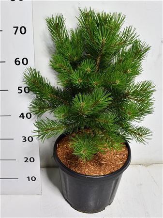 Pinus Strobus Macopin