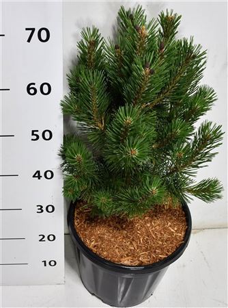 Pinus Strobus Macopin