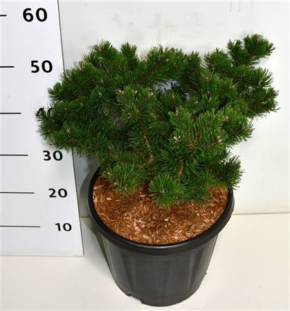 Pinus Strobus Macopin