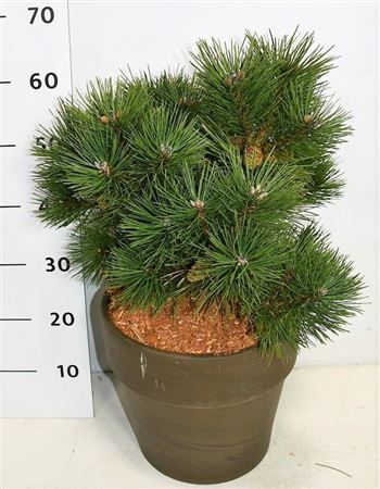 Pinus Strobus Macopin In Terra Cotta