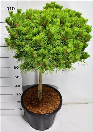 Pinus Strobus Macopin On Stem