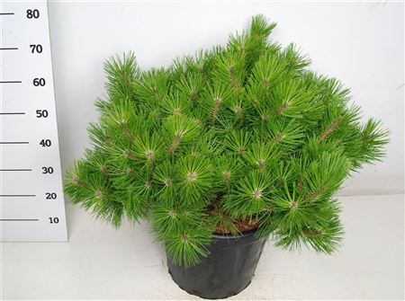 Pinus Dens Low Glow