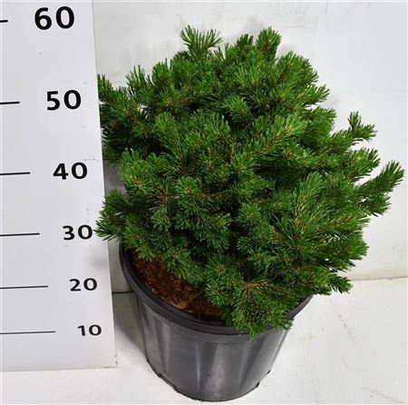 Pinus Mugo Pumuckel