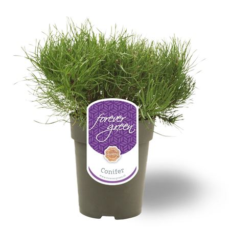 Pinus Mugo-var-mugus Pumilio
