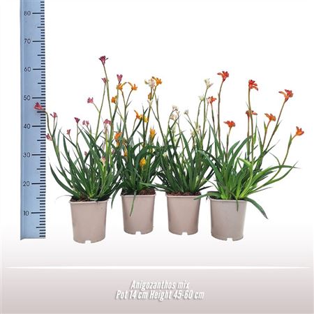Anigozanthos Mix