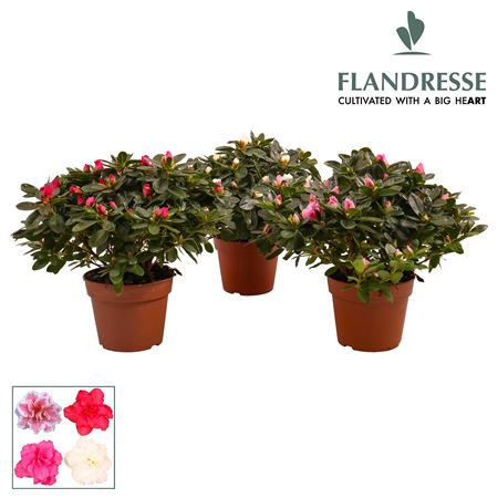 Azalea Flandresse Mix
