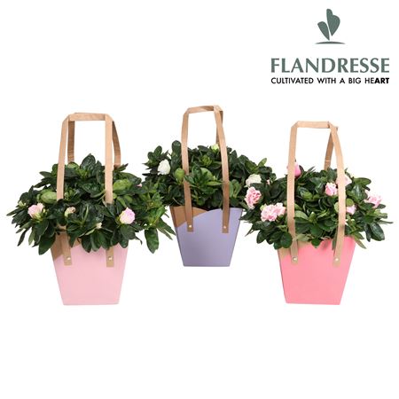 Azalea Flandresse Mix Bag