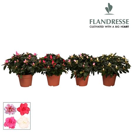 Azalea Flandresse Mix Luxe