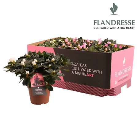 Azalea Flandresse Sweet Pastello