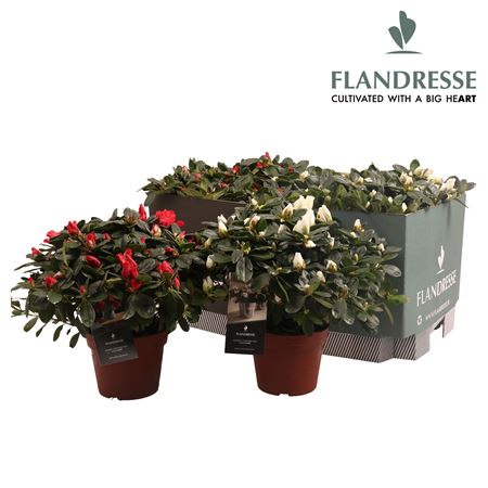 Azalea Flandresse Mix Tray Red & White