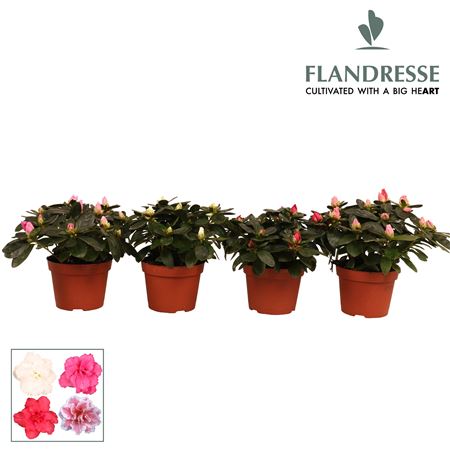 Azalea Flandresse Mix