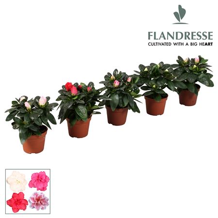 Azalea Flandresse Mix Baby