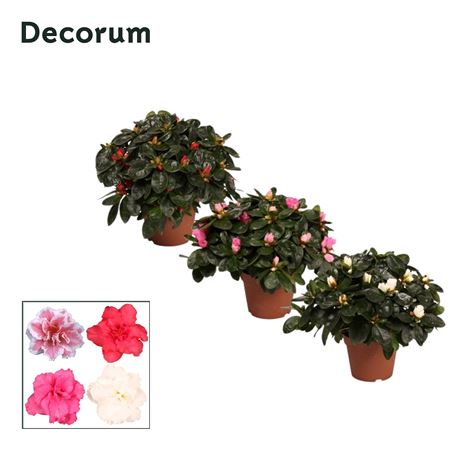 Azalea Mix (decorum)