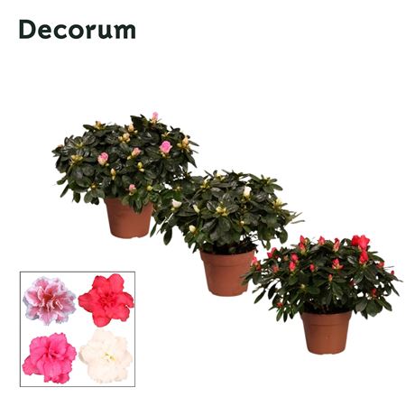 Azalea Mix (decorum)