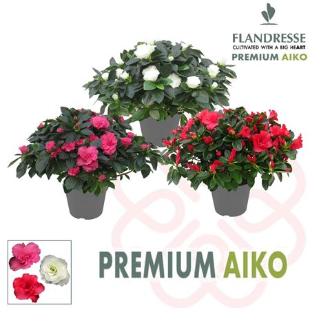 Azalea Flandresse Premium Aiko Mix