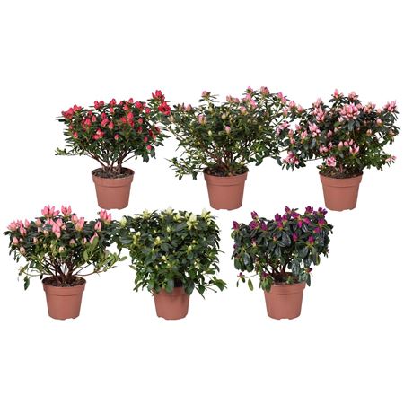Azalea Spring Mix