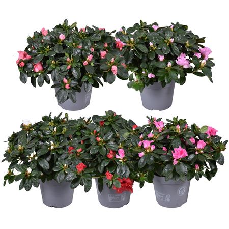 Azalea Spring Mix