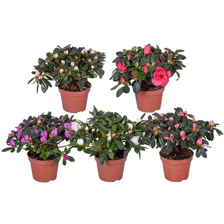 Azalea Mix
